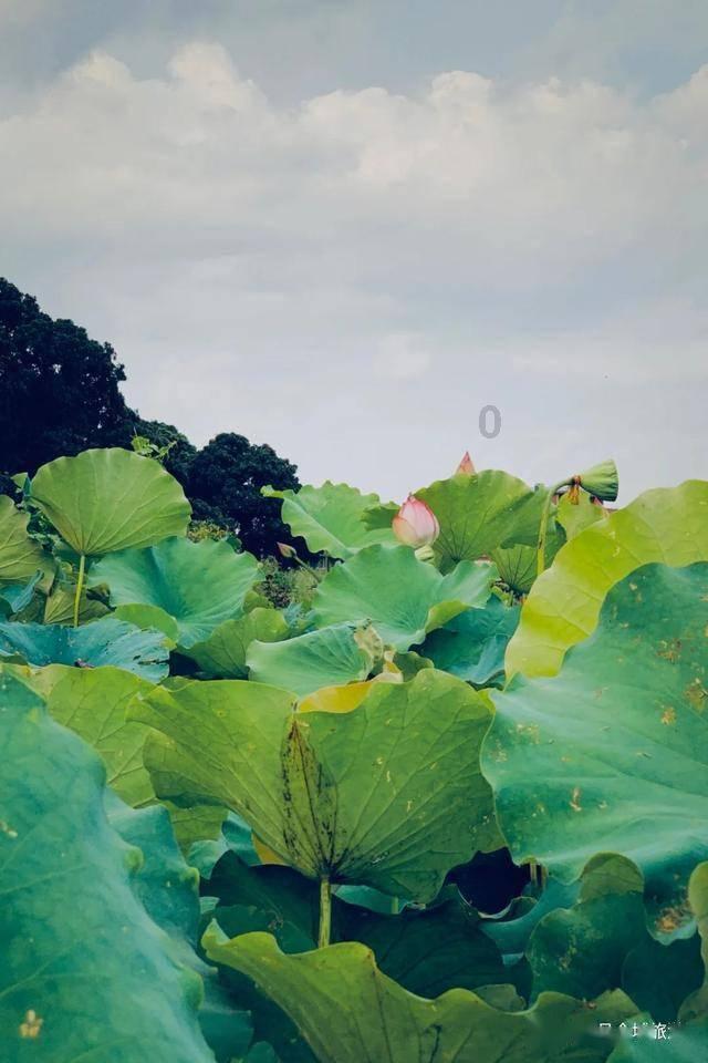 小萌兔的影分身